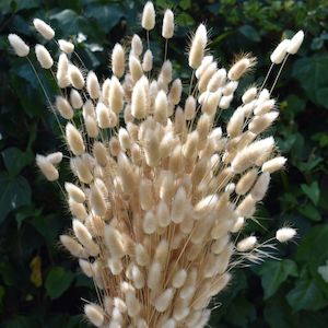 Flowerstems: Dried Bunny Tails NZ