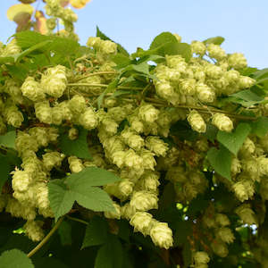 Dried Herbs: Dried Hops Flowers NZ