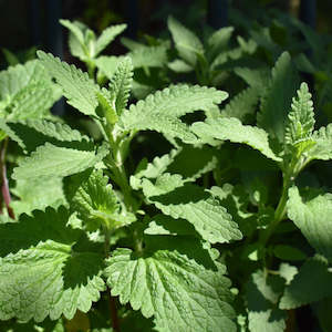 Dried Herbs: Dried Catnip NZ