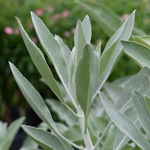 Dried Herbs: Dried White Sage