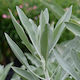 Dried White Sage