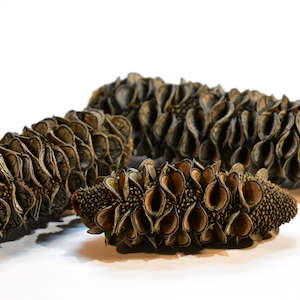 Banksia Seed Pods (cones)