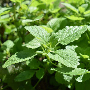 Dried Herbs: Dried NZ Lemon Balm