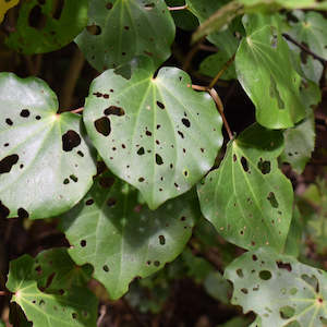 Leaves: Fresh Kawakawa Leaves