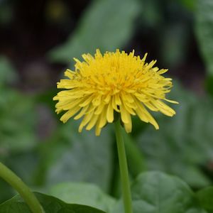 Dried Herbs: Dried Dandelion Leaves NZ