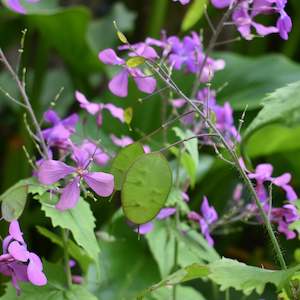 Other: Lunaria - Honesty Seeds | Silver Dollar