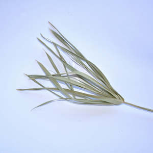 Umbrella Grass Stems