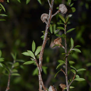 Leaves: Manuka Leaves