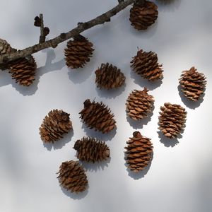 Larch Cones