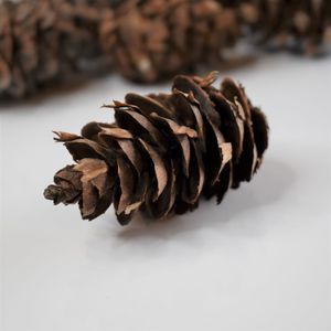Pods Gourds: Douglas Fir Cones
