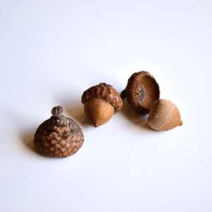 Natural Acorn Caps - Type B