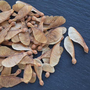 Pods Gourds: Helicopter Seeds