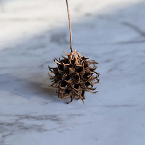 Sweet Gum Seed Pods - Natural