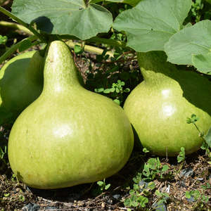 Plants: Bottle Gourd Plant