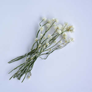 Flowerstems: Winged Everalsting Stems - Ammobium