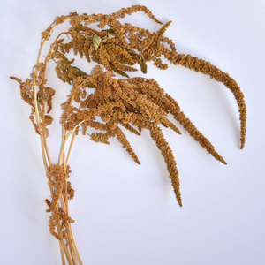 Flowerstems: Amaranth Hot Biscuits Stems - Dried