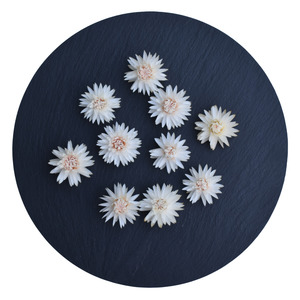 Flowers: White Strawflowers