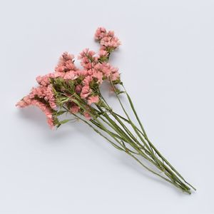 Flowerstems: Statice Stems - Apricot