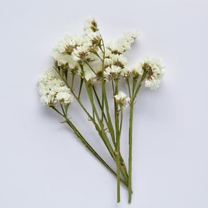 Flowerstems: Statice Stems - White