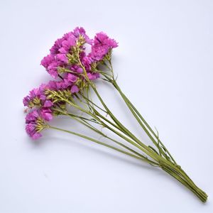 Statice Stems - Pink