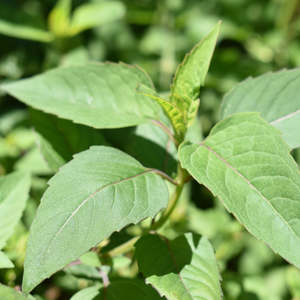 Dried Herbs: Dried Bergamot - Bee Balm NZ