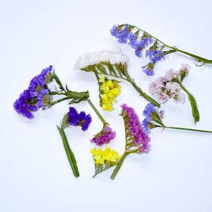 Flowers: Statice Pieces - Mixed