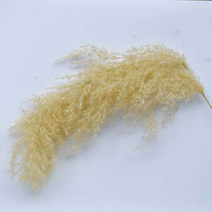 Dried ToeToe | Toitoi Flower Heads