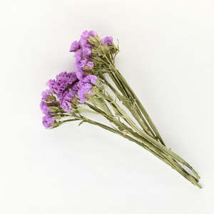 Statice Stems - Purple