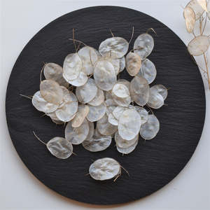 Pods Gourds: Dried Silver Dollar | Lunaria | Honesty