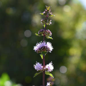 Dried Herbs: Dried Spearmint NZ