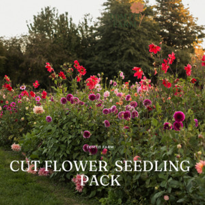 Products: Cut Flowers Seedling Pack Tomtit Farm