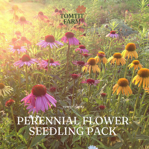 Products: Perennial flower - Seedlings (6 pack) Tomtit Farm