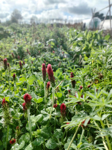 SEEDS - Regenerative - Cover Crop Blend - Soil Conditioner Tomtit Farm