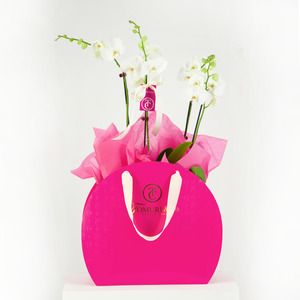 First Class Phalaenopsis