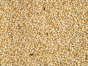 Most Popular: White French Millet