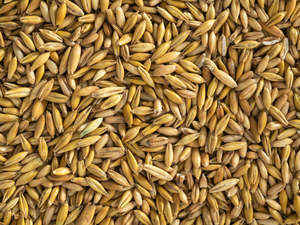 Most Popular: Whole Oats