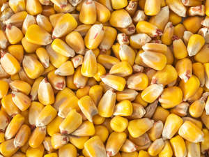 Most Popular: Whole Maize