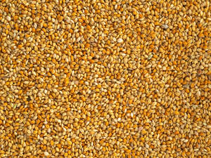 Red Panicum