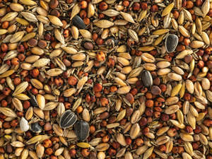 Wild Bird Feed: Wild Bird Seed Mix - Coarse