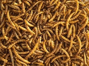 Wild Bird Feed: Dried Mealworms