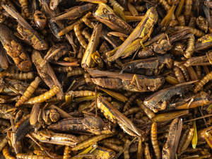 Insect Medley 125gm