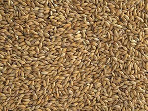 NZ Canary Seed