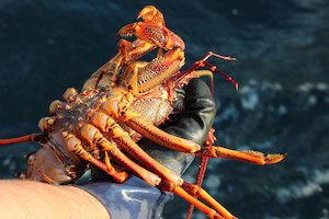 Products: Fresh NZ Crayfish Online Tora Crayfish Caught To Order - Tora Collective - Kaimoana