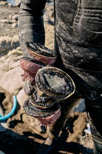Fresh NZ Paua Online Tora Paua (Abalone) Caught To Order - Tora Collective - Kaimoana