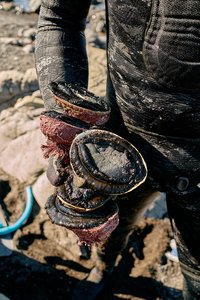 Products: Fresh NZ Paua Online Tora Paua (Abalone) Caught To Order - Tora Collective - Kaimoana