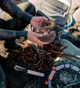 Fresh NZ Kina Online Tora Kina (Sea Urchin) Caught To Order - Tora Collective - Kaimoana