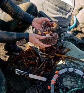 Products: Fresh NZ Kina Online Tora Kina (Sea Urchin) Caught To Order - Tora Collective - Kaimoana
