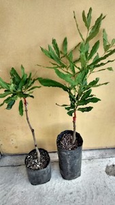 Macadamia Tree – H816 - Torere Macadamias