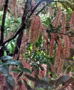 Products: Macadamia Tree – TMac.1 - Torere Macadamias