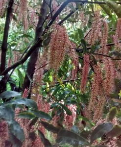 Products: Macadamia Tree – TMac.1 - Torere Macadamias